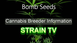 Bomb Seeds - Cannabis Strain Series - STRAIN TV