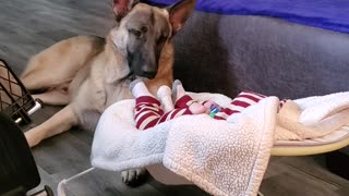 Dog Watches Baby Sleep
