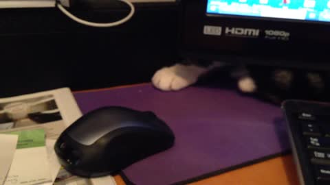 Stealth cat battles computer mouse