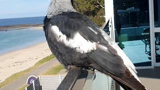 Magpie Sings on Command