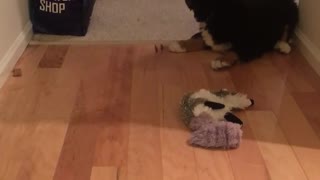 Bernese Mountain puppy's first experience with bone is too cute