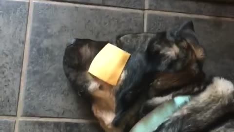 Dog’s failed attempt at the “cheese challenge”