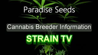 Paradise Seeds - Cannabis Strain Series - STRAIN TV
