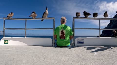 Red Footed Booby Flock Join Tourist For Sightseeing In Remote Galapagos Islands