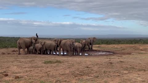 Herd of elephants drinking at a watering hole