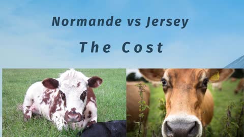 Normande vs Jersey