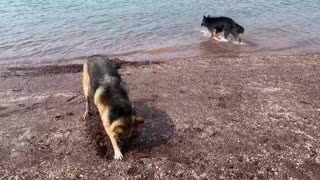 German Shepherds love digging for clams at the beach