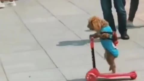 Clever puppy riding a scooter and wearing his backpack