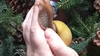 I'm friends with a snail.