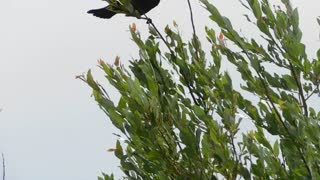 Female Black Bird Perched on A Tree