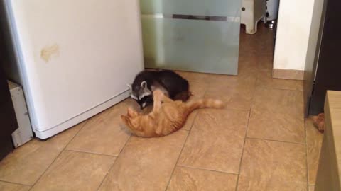 Cat Tries To Steal Food From Raccoon Best Friend