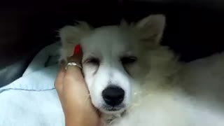 White dog going to sleep