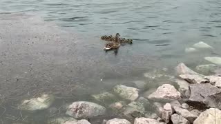 Duckling Reunited With Mother Duck