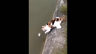 Funny Cat Catching Fish from River