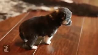 Cute baby dog/ Cute little puppy video