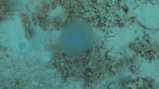 amazing and colorfull jelly fish