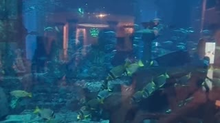 Fish Aquarium Atlantis