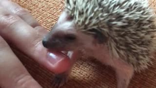 Little Hedgehogs Nibbling Fingers