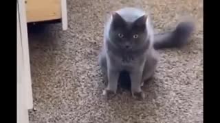 Funny vídeos cats
