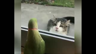 Cutest Parrot Plays Peekaboo with Cat