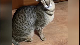 Oriental Shorthair Cat has a Funny Meow