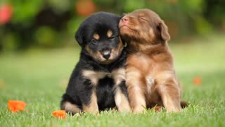 Love between two innocent dogs