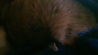 Raccoon makes loud noises in his sleep.