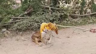 fake tiger prank dog funny | prank dog sound | prank dog video |