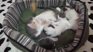 Watch how these little cats play