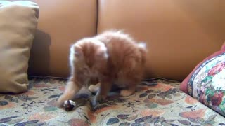 Kitten fighting