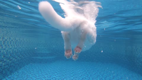 Cat swimming with underwater view