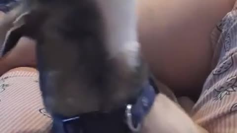 Dog Howls Along to His Own Video