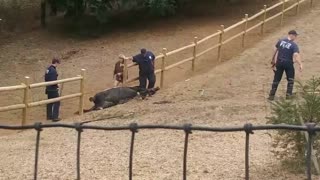 Fire Department Successfully Releases Horse Stuck Under Fence