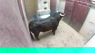 ★★ Very Dangerous Bulls Fight video