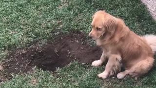 Doggo Happy with His Giant Hole