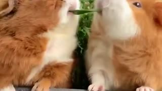 Animals eat fight