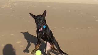 Kelpie Can't Quite Keep Up With Bouncing Ball