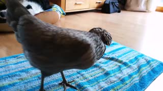 Teaching a Chicken to Spin