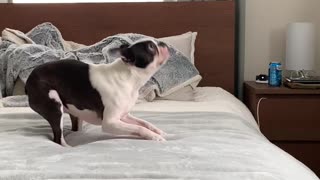 Boston Terrier flawlessly plays catch with owner