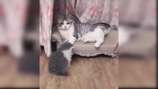 Adorable funny cats and kittens compilation.