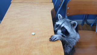 Raccoon puts all his effort into reaching treat on top of table