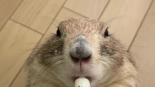 Prairie dog goes totally nuts for tasty milk drink