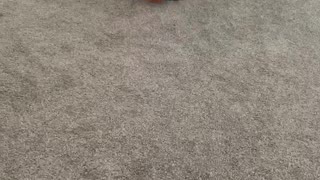French bulldog puppy learns to squeak ball