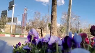 A beautiful clip of beautiful flowers in a beautiful city