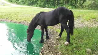 Foal goes swimming for the first time