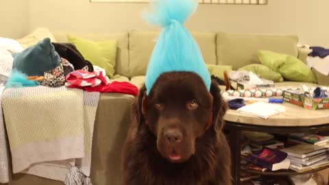 Newfoundland Is Not Too Happy With His Halloween Costume