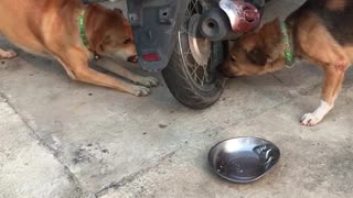 Dogs Arguing Through a Motorcycle Wheel