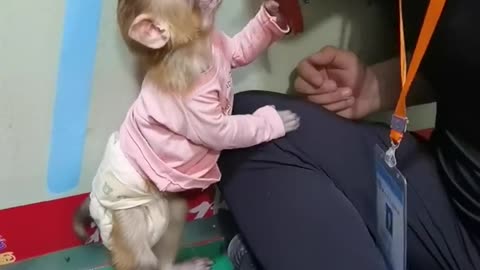 The breeder and the little monkey share delicious food