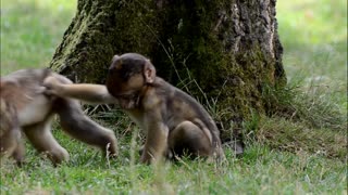 Funny Monkey babies - Playing with their family!