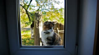 Beautiful cat meowing outside the window